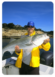 Striped Bass